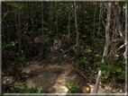 foto Flora e la Fauna alle Seychelles